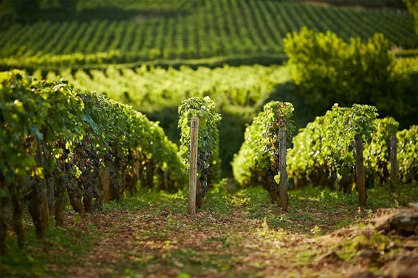 Reihen von Weinreben wachsen entlang eines schmalen Weges, umgeben von sanften Hügeln. Das Licht der Sonne beleuchtet die grünen Blätter, während im Hintergrund weitere Weinberge sichtbar sind.