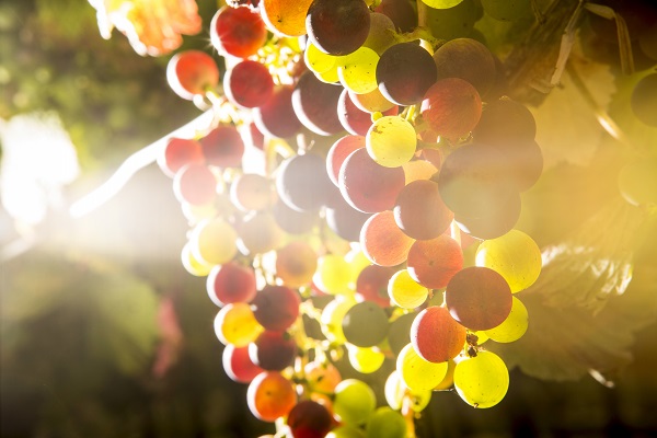 Saftige Trauben hängen in einem sanften Lichtstrahl. Die Trauben variieren in Farbe von grün über gelb bis rot und lila, umgeben von einem unscharfen, natürlichen Hintergrund.