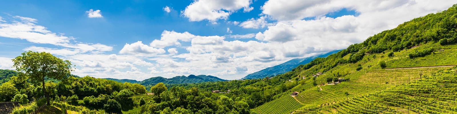 Weinberge für Prosecco