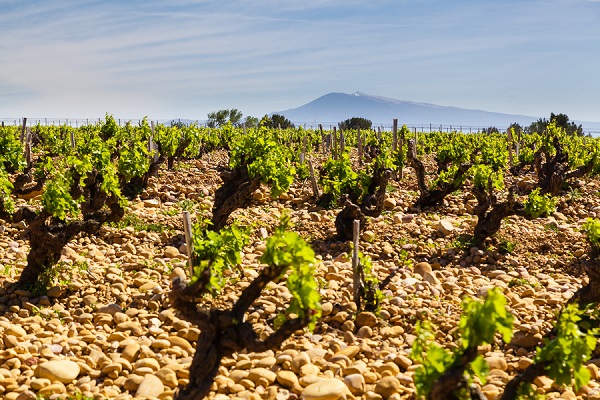 Weinreben stehen auf einem steinigen Boden. Im Hintergrund ist ein Berg sichtbar, umgeben von einem blauen Himmel mit leichten Wolken. Die Reben sind grün und frisch.