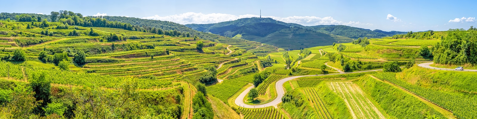 Ein weitläufiges Weinbaugebiet mit terrassierten Weinreben erstreckt sich über sanfte Hügel. Kleine Straßen schlängeln sich durch die grüne Landschaft, während der Himmel klar und sonnig ist.