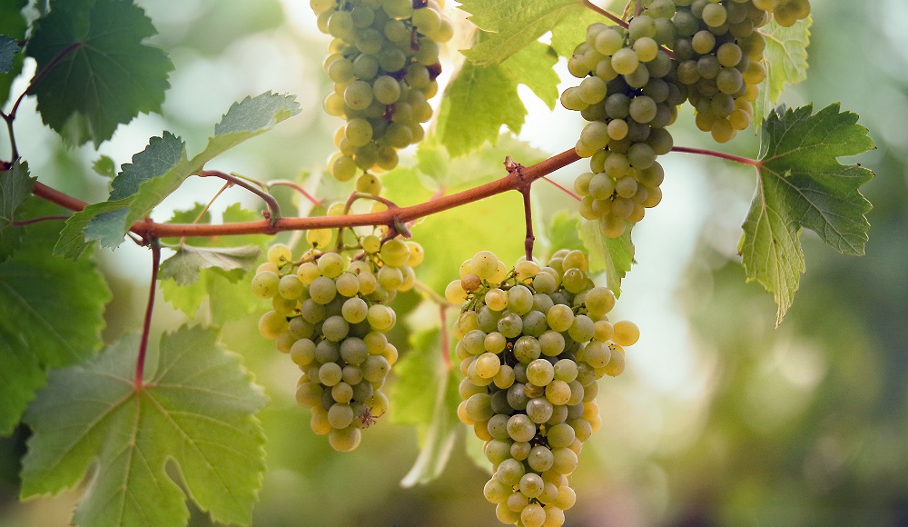 Reife Trauben wachsen an einem vine. Die kugeligen Früchte sind grün und in zahlreichen Trauben gruppiert, umgeben von großen, grünen Blättern, die im warmen Licht der Umgebung leuchten.