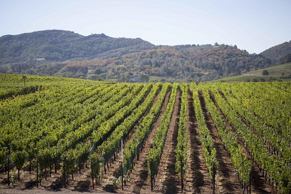 Reihen von Weinreben erstrecken sich über sanfte Hügel. Die Landschaft zeigt grüne Trauben Pflanzen, umgeben von bewaldeten Bergen und einem klaren Himmel im Hintergrund.