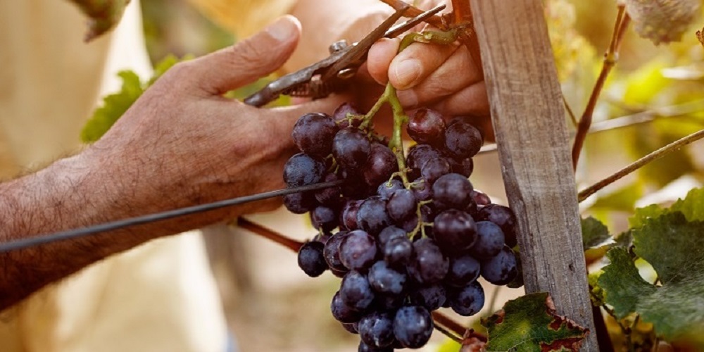 Was macht den Unterschied zwischen einem konventionellen Wein und einem Bio-Wein aus?