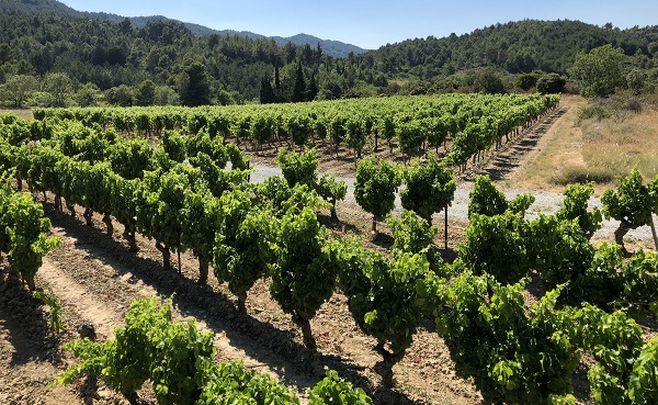 Rebenstöcke stehen in parallelen Reihen auf einem sonnenbeschienenen Weinberg, umgeben von sanften Hügeln und Bäumen im Hintergrund. Es herrscht eine ruhige, ländliche Atmosphäre.