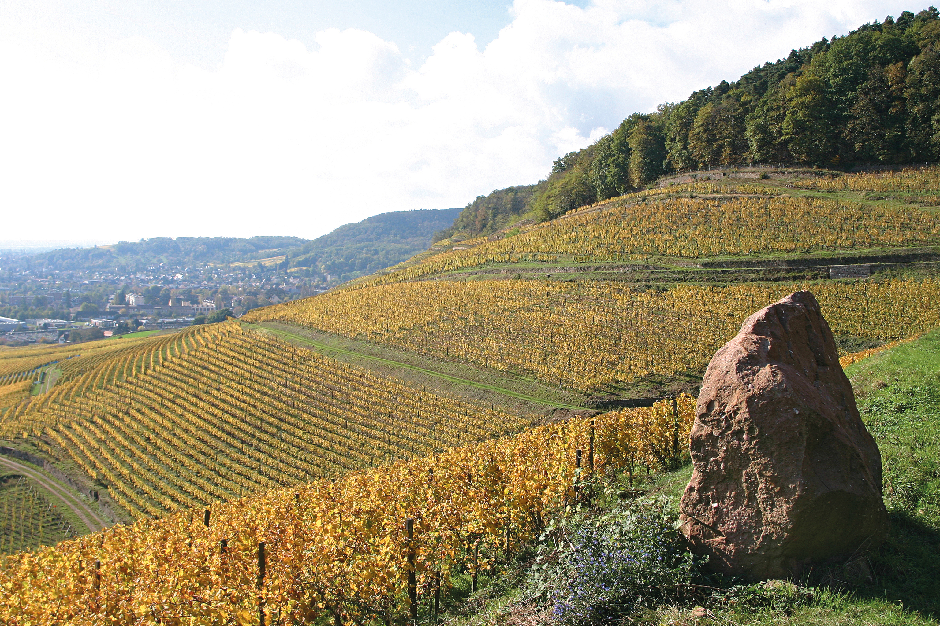 Vignoble_octobre