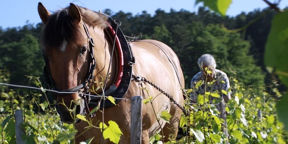 Weinreise durch Frankreich