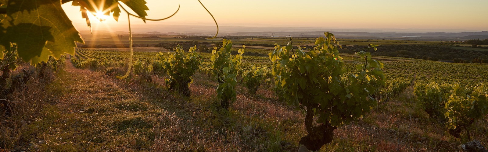 Weinreben stehen entlang eines Pfades, während die Sonne über den Hügeln aufgeht. Die Landschaft ist mit sanften, grünen Feldern und einem klaren Himmel im Hintergrund geschmückt.