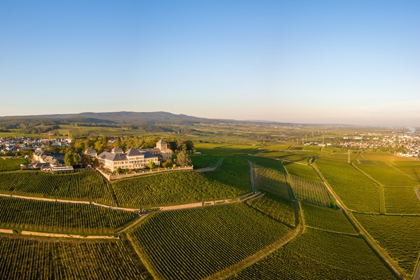 Weinreben wachsen in gleichmäßigen Reihen auf sanften Hügeln. Im Vordergrund stehen einige Gebäude und Bäume, während die Landschaft von üppigem Grün und einem klaren Himmel umgeben ist.