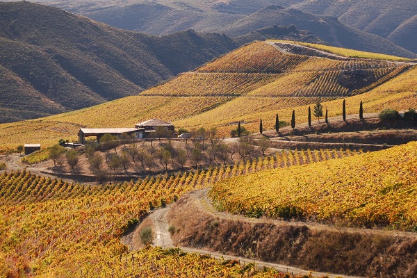 Weinreben bedecken sanfte Hügel, die in verschiedenen Gelbtönen leuchten. In der Mitte steht ein Bauernhof mit Bäumen und Zypressen, umgeben von einem geschwungenen Weg.