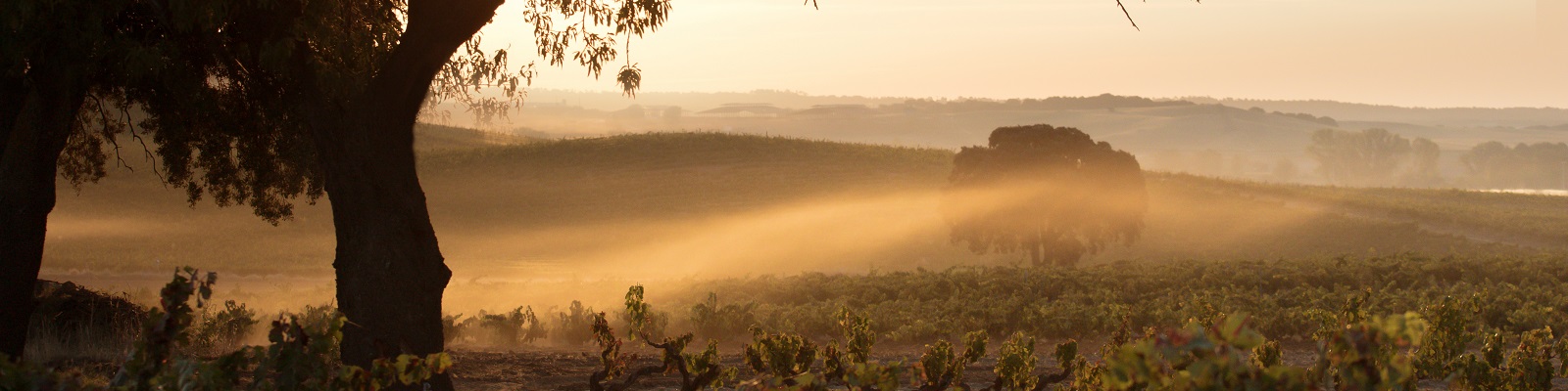 La Horra Ein malerisches Weinbaugebiet bei Sonnenaufgang, mit sanften Hügeln und nebliger Atmosphäre. Im Vordergrund stehen Bäume, im Hintergrund erstrecken sich die Weinreben durch die Landschaft.