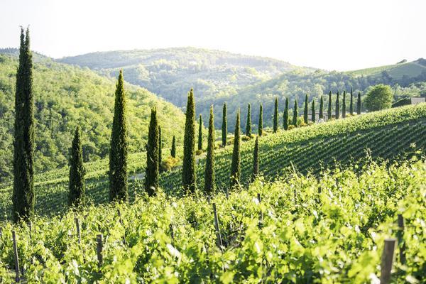 Grüne Weinberge erstrecken sich über sanfte Hügel, mit schmalen Zypressen, die in einer Reihe stehen. Der Himmel ist hell und die Landschaft wirkt friedlich und einladend.