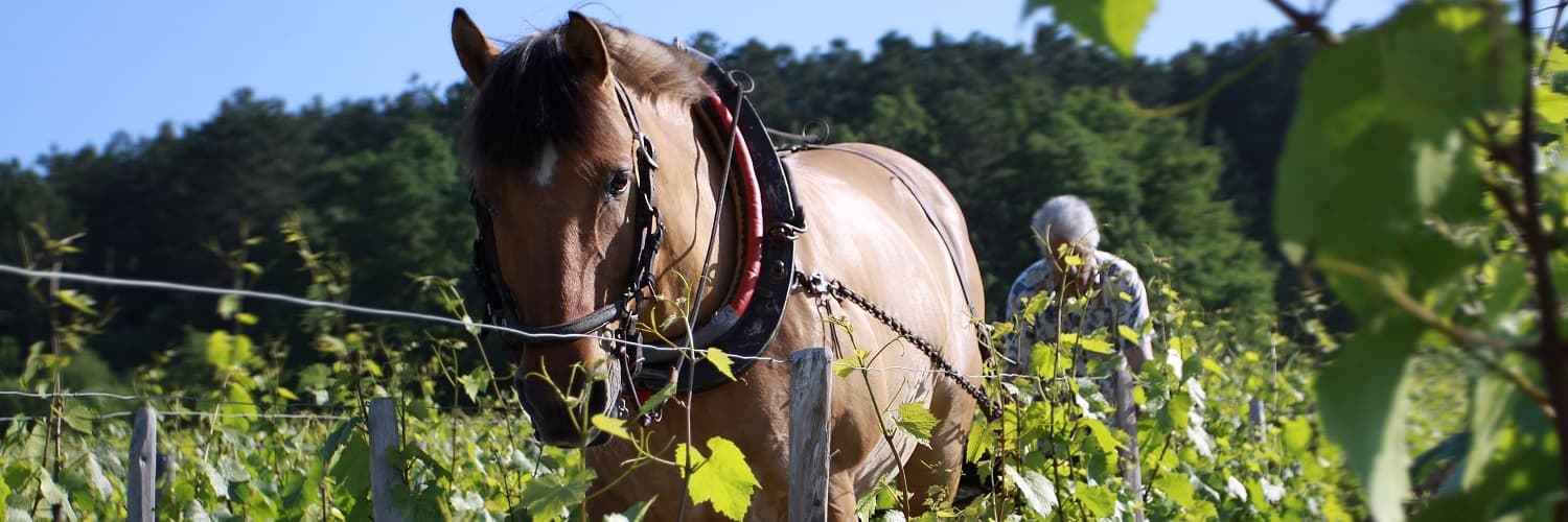Weinreise durch Frankreich