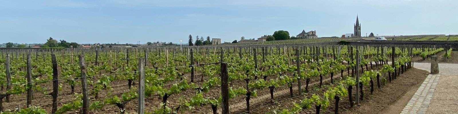 Reben sind in einem Weinberg angeordnet, während ein gepflasterter Weg durch die Reihen führt. Im Hintergrund sind Gebäude und ein Kirchturm sichtbar, unter einem hellen Himmel.