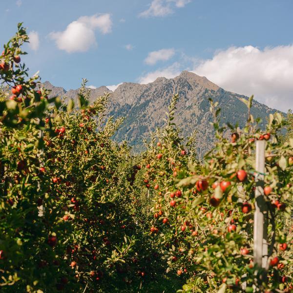 Rote Äpfel hängen dicht an den Bäumen in einem Apfelgarten. Im Hintergrund erheben sich majestätische Berge unter einem blauen Himmel mit einigen Wolken.