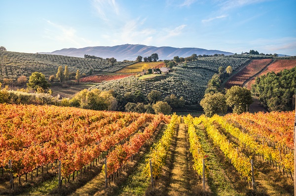 Herbst_Weinberge_600x400 Herbst_Weinberge_600x400