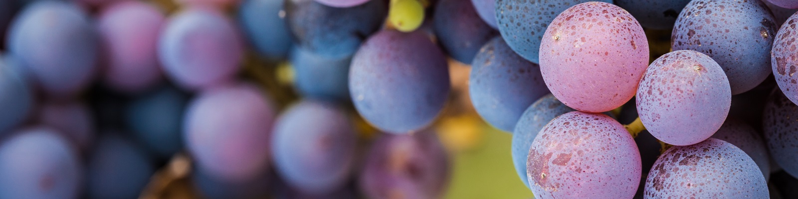 Pinot Noir Traube
