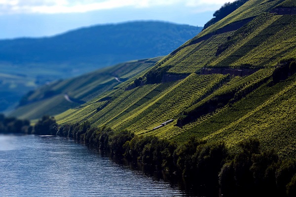 Grüne Weinberge erstrecken sich steil zu beiden Seiten eines ruhigen Flusses. Die Landschaft ist sanft hügelig, umgeben von bewaldeten Hügeln, unter einem klaren Himmel mit sanften Wolken.