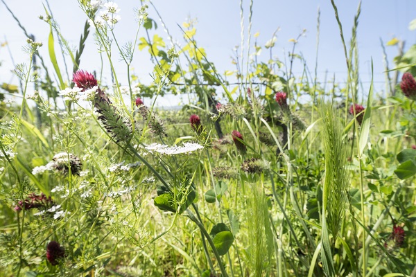 Eva_Fricke_Biodiversitaet_600x400