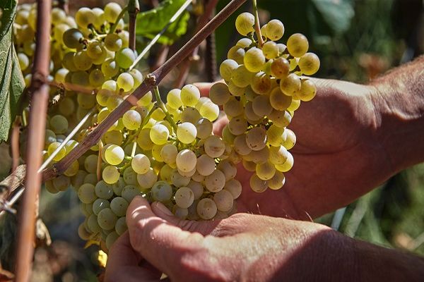 Trauben werden von Händen geerntet, während sie an einer Weinrebe wachsen. Die Sonne scheint auf die gelben Trauben, die in einem Weinberg umgeben sind.