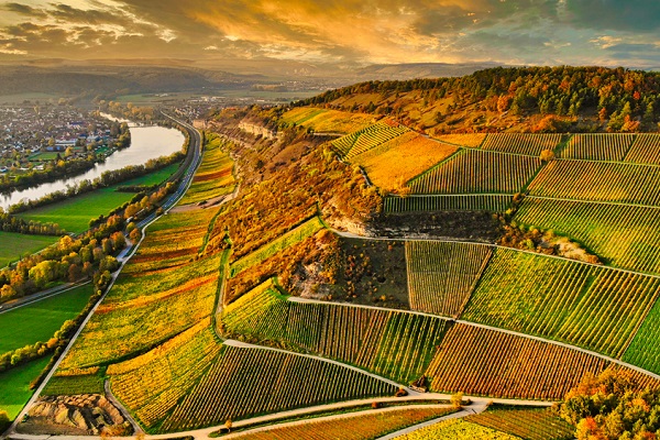 Bunte Weinberge erstrecken sich hügelabwärts entlang eines Flusses. Der Himmel hat sanfte Wolken und warmes Licht. Im Hintergrund sind Wälder und sanfte Hügel sichtbar.