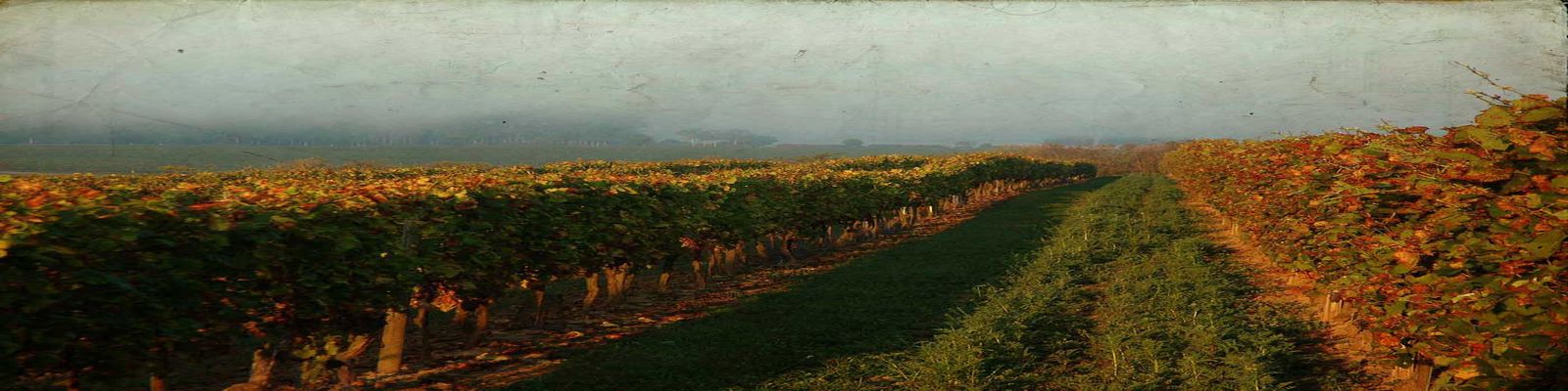 Pfannebecker Ein Weinberg mit Reihen von Reben erstreckt sich in einer sanften, nebligen Landschaft. Der Boden ist grün und es gibt eine ruhige, malerische Atmosphäre.