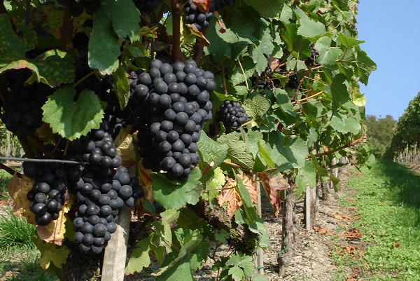 Pinot_Noir_600x400 Pinot_Noir_600x400
