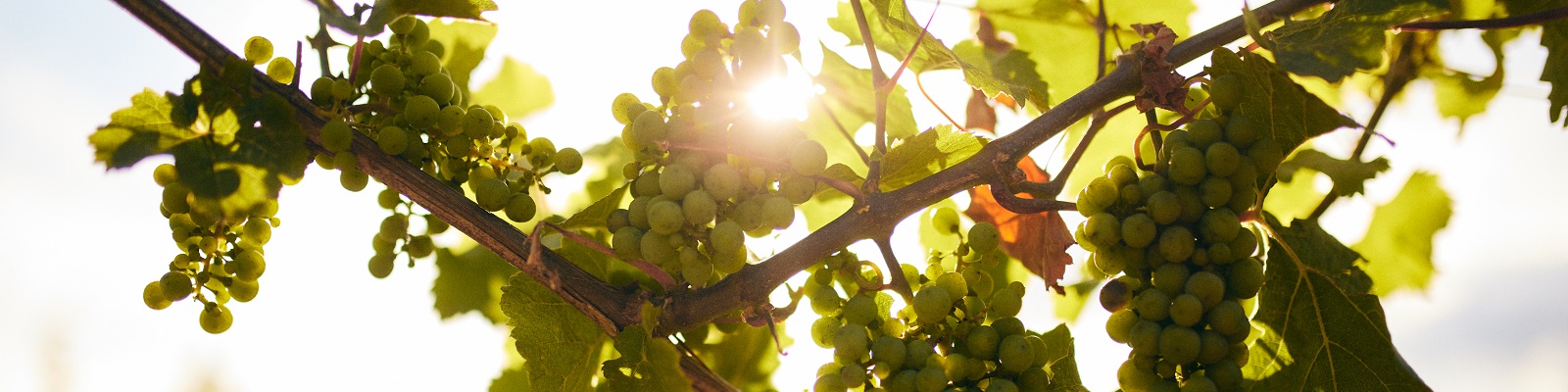 Spreitzer Grüne Trauben hängen an einem dünnen Ast, umgeben von Blättern. Die Sonne strahlt durch die Traubenblätter und schafft eine helle, natürliche Beleuchtung.
