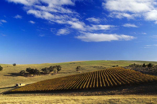 Ein Weinberg mit Reihen von Reben wächst sanft an einem Hang. Im Hintergrund sind sanfte Hügel und einige Bäume sichtbar, während der Himmel blau und mit wenigen Wolken bedeckt ist.