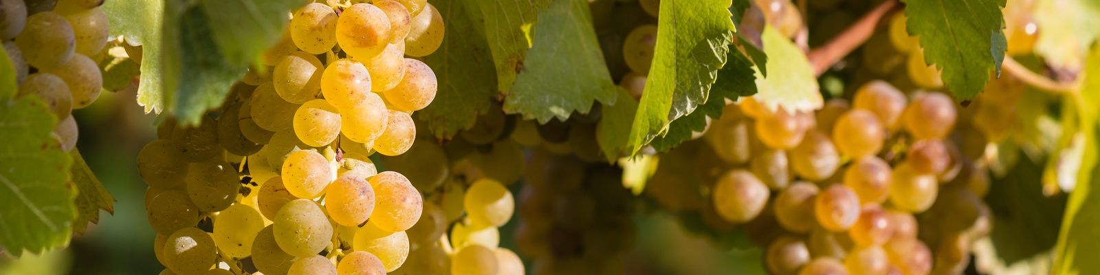 Weissburgunder Trauben