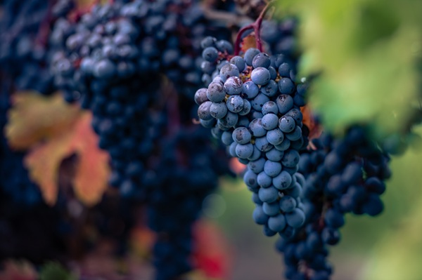 Dunkle Trauben wachsen an einem Rebstock, mit einem Fokus auf einer Traube, die mit kleinen Tropfen überzogen ist. Der Hintergrund ist verschwommen und zeigt weitere Trauben.