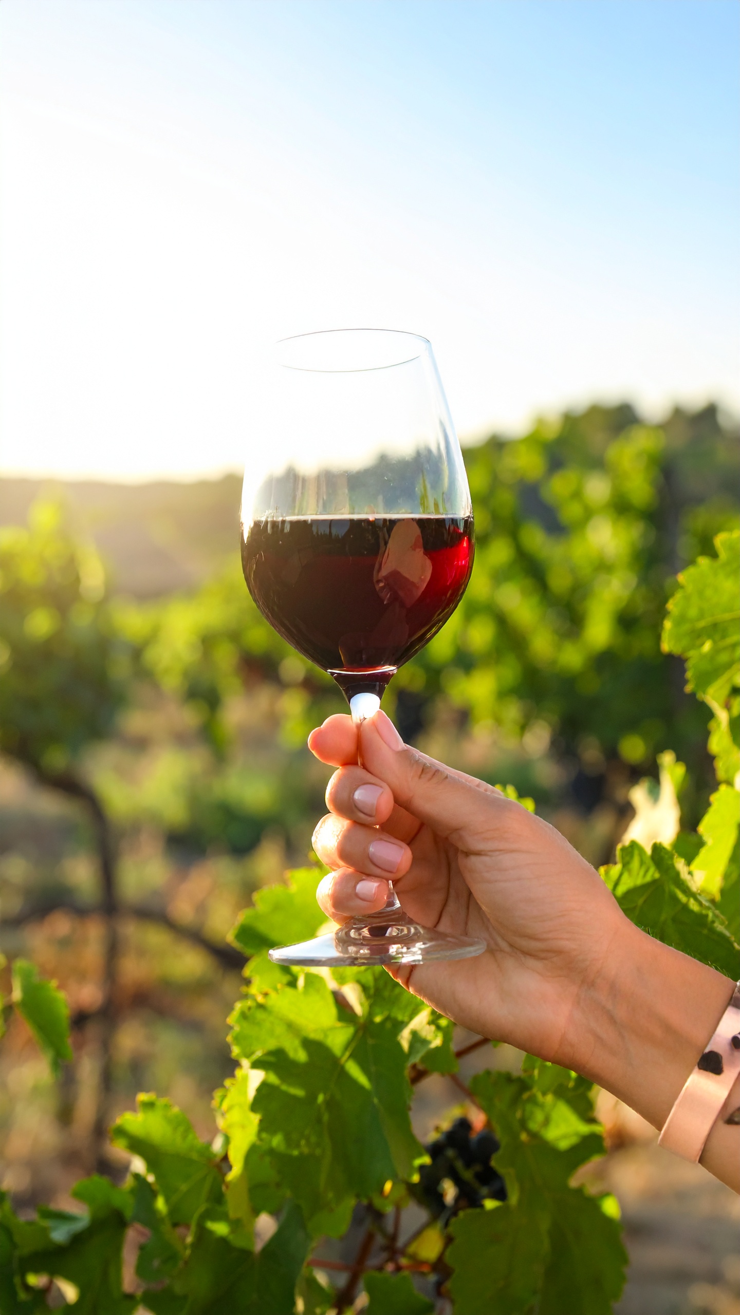 Ein Glas Rotwein wird von einer Hand gehalten, umgeben von Weinreben. Der Hintergrund zeigt eine sonnige Landschaft mit blauen Himmel und grünem Laub.