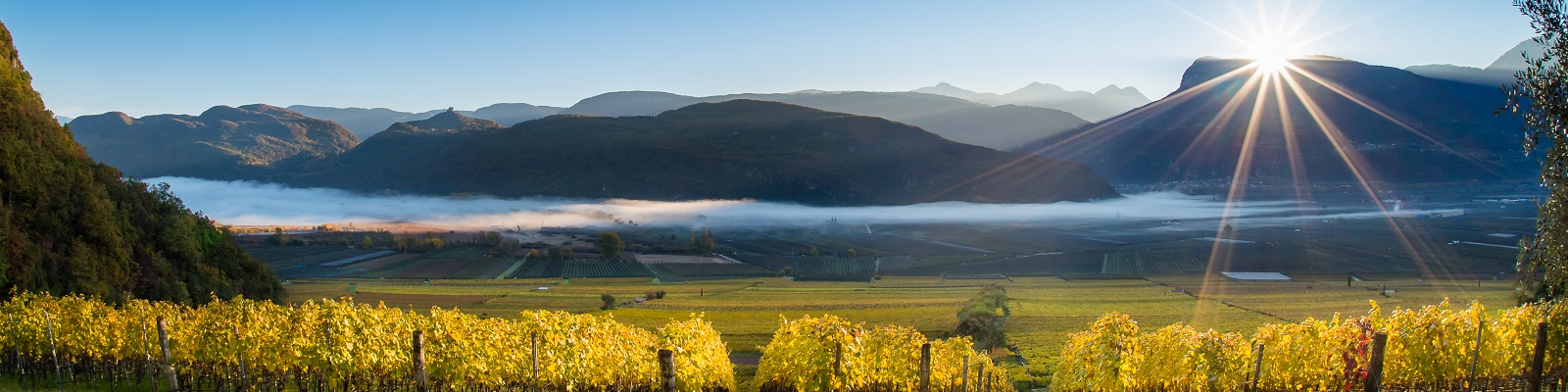 Hofstätter Ein weitläufiges Weinbaugebiet mit gelb gefärbten Weinreben im Vordergrund. Sanfte Hügel und Berge umrahmen das Tal, während die Sonne am Horizont aufgeht und Nebel in der Ebene schwebt.