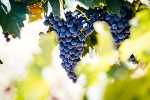 Dunkle Trauben hängen in einem Weinberg zwischen grünen Blättern. Die Trauben sind reif und bilden clusters, während das Licht sanft durch die Blätter scheint.