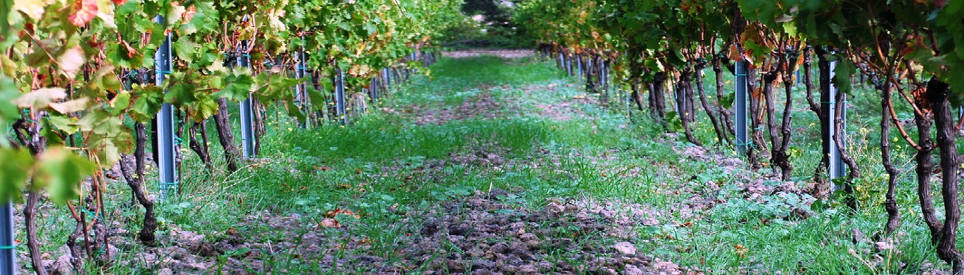 Rebenreihen stehen auf einem sanften Grün, zwischen ihnen wachsen vereinzelte Gräser. Der Boden ist ungezogen, was von intensiver Pflege in den Weinbergen zeugt.