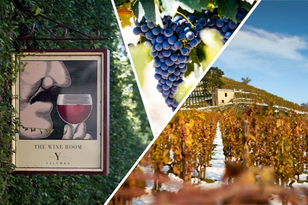 Syrah und SHiraz