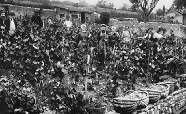 Eine Gruppe von Menschen steht in einem Weingarten, umgeben von Traubenreben. Einige halten Körbe, die mit Trauben gefüllt sind, während andere in die Kamera schauen. Im Hintergrund sind mehrere Gebäude sichtbar.