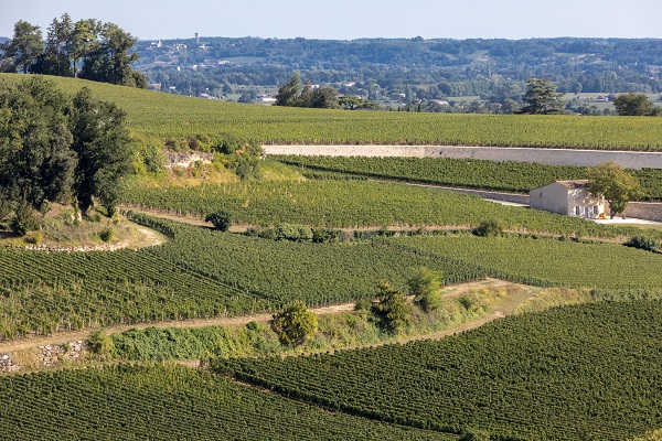 Weinberge erstrecken sich über sanfte Hügel, während an einem Weg ein kleines, verlassenes Gebäude steht. Im Hintergrund ist eine weitläufige Landschaft mit Bäumen und einem klaren Himmel zu sehen.