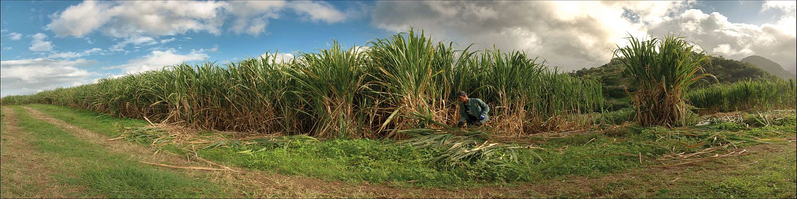 Neisson Ein Feld mit hohen Zuckerrohrpflanzen, während eine Person sich bückt, um die Pflanzen zu schneiden. Im Hintergrund ist eine hügelige Landschaft unter einem bewölkten Himmel sichtbar.