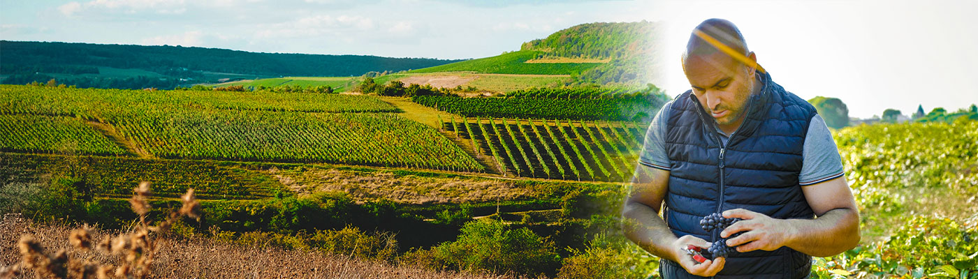 Ein Weingärtner pflückt Trauben im Weinberg. Die Umgebung ist von sanften Hügeln und Weinreben geprägt, während die Sonne hell scheint und die Landschaft beleuchtet.