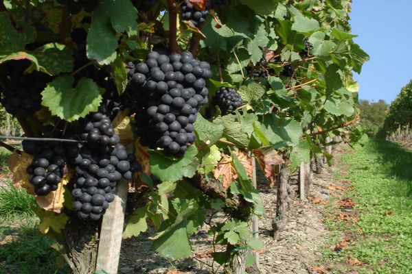 Dunkle Trauben wachsen an einem Weinberg, umgeben von üppigem Laub. In der Umgebung sind Reihen von Rebstöcken und ein grüner Weg sichtbar, der durch die Landschaft führt.