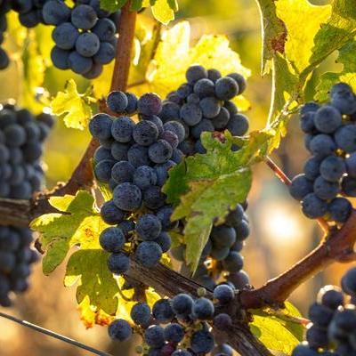 Dunkelblaue Trauben hängen an einem Weinstock, umgeben von grünen Blättern. Die Sonne scheint durch die Blätter und beleuchtet die Trauben, die reif wirken.