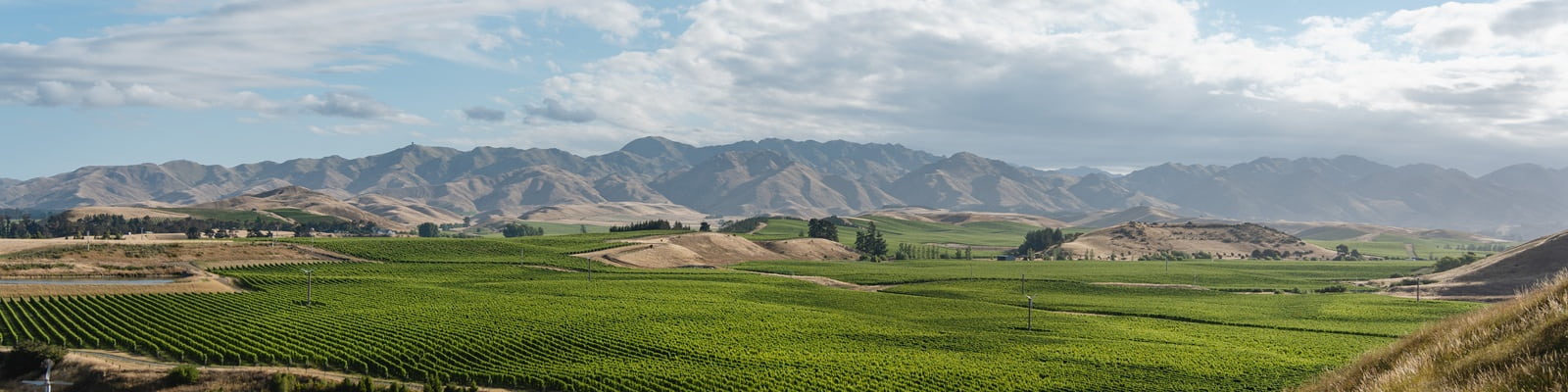 Weinberg mit See Neuseeland
