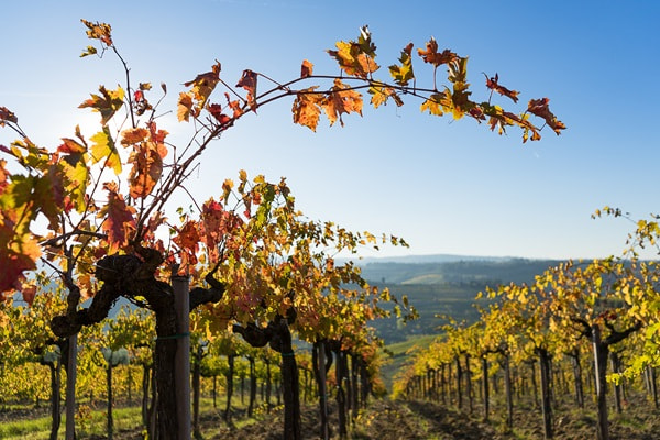 Ein Weinberg erstreckt sich unter einem bewölkten Himmel, mit Reihen von Traubenreben, die an Holzpfählen stehen. Der Sonnenstrahl beleuchtet den Weg zwischen den Pflanzen.