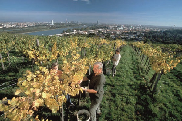 Wieninger Drei Menschen arbeiten in einem Weinberg mit gelben Blättern, pflücken Trauben. Im Hintergrund erstreckt sich eine Stadtlandschaft und ein Fluss unter einem klaren Himmel.