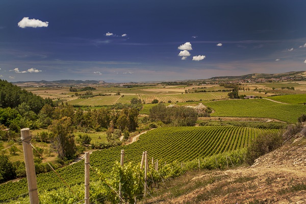 Grüne Weinberge erstrecken sich in sanften Hügeln, während sich der Himmel blau mit einigen Wolken zeigt. Die Szenerie vermittelt eine ruhige, ländliche Umgebung.
