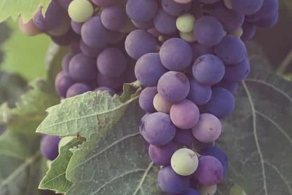 Dichte Trauben sind in verschiedenen violetten und grünen Farbtönen auf einem Rebblatt gruppiert. Einige Trauben sind noch unreif, während andere bereit zur Ernte sind.