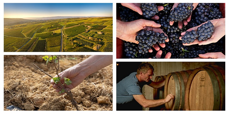 Eine Weinlandschaft mit Reihen von Weintrauben, Hände halten dunkle Trauben, eine Hand pflückt eine junge Rebe aus der Erde und ein Mann bearbeitet Holzfässer in einem Weinkeller.