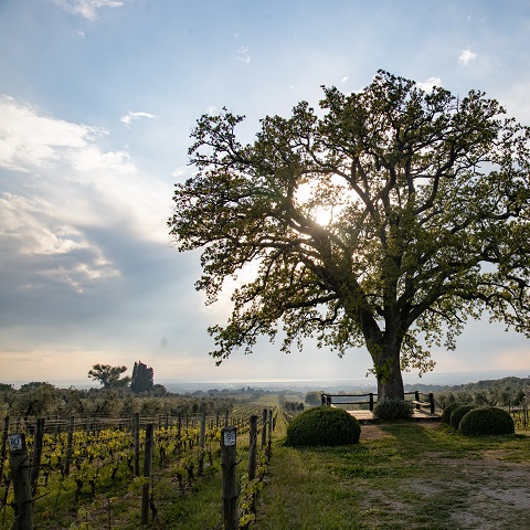 Ein großer Baum steht in einem Weinberg, während die Sonne hinter ihm aufgeht. Im Hintergrund sind Hügel und Wolken zu sehen, die eine ruhige, ländliche Atmosphäre schaffen.
