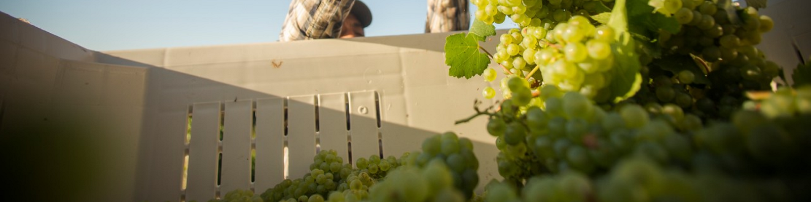 Domaine Seren